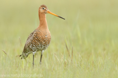 197 Uferschnepfe - Limosa limosa