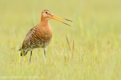 220 Uferschnepfe - Limosa limosa