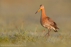 224 Uferschnepfe - Limosa limosa