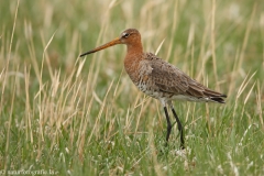 30 Uferschnepfe - Limosa limosa