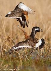 31 Uferschnepfe - Limosa limosa