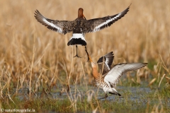 32 Uferschnepfe - Limosa limosa