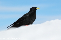 44 Alpendohle - Pyrrhocorax graculus