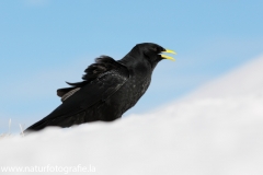 45 Alpendohle - Pyrrhocorax graculus