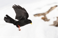 46 Alpendohle - Pyrrhocorax graculus