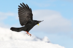 47 Alpendohle - Pyrrhocorax graculus