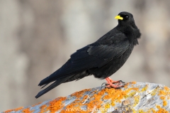 48 Alpendohle - Pyrrhocorax graculus