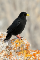 49 Alpendohle - Pyrrhocorax graculus