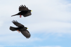 50 Alpendohle - Pyrrhocorax graculus