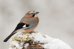 55 Eichelhäher - Garrulus glandarius