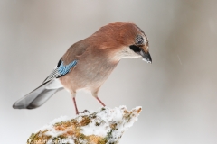 18 Eichelhäher - Garrulus glandarius