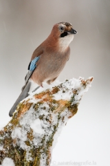 19 Eichelhäher - Garrulus glandarius