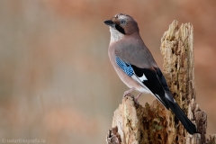 20 Eichelhäher - Garrulus glandarius