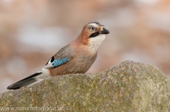 23 Eichelhäher - Garrulus glandarius