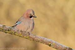 53 Eichelhäher - Garrulus glandarius