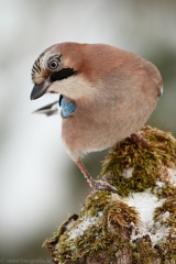 24 Eichelhäher - Garrulus glandarius