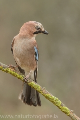 52 Eichelhäher - Garrulus glandarius