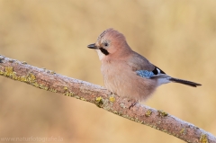 54 Eichelhäher - Garrulus glandarius