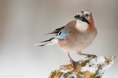 25 Eichelhäher - Garrulus glandarius