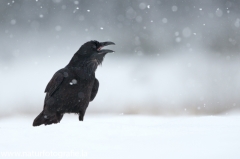 58 Kolkrabe - Corvus corax