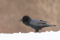 62 Kolkrabe - Corvus corax