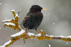 41 Star - Sturnus vulgaris