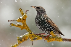 37 Star - Sturnus vulgaris