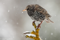 42 Star - Sturnus vulgaris