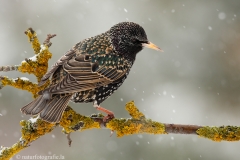 38 Star - Sturnus vulgaris