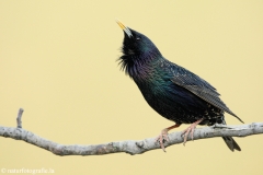 39 Star - Sturnus vulgaris