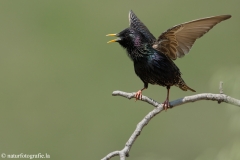 40 Star - Sturnus vulgaris