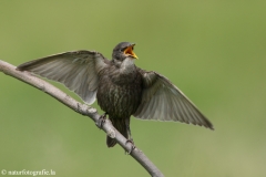 43 Star - Sturnus vulgaris