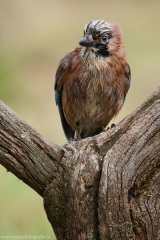 26 Eichelhäher - Garrulus glandarius