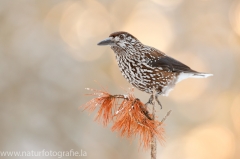 Vögel &raquo; Rabenvögel, Stare, Pirole