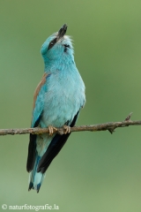 20 Blauracke - Coracias garrulus