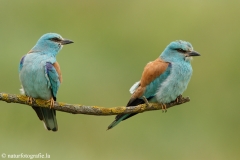 11 Blauracke - Coracias garrulus