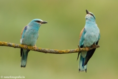 10 Blauracke - Coracias garrulus