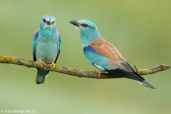 9 Blauracke - Coracias garrulus