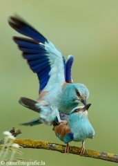 8 Blauracke - Coracias garrulus