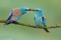 7 Blauracke - Coracias garrulus