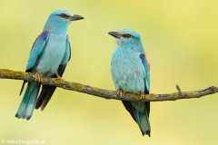 6 Blauracke - Coracias garrulus