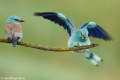 2 Blauracke - Coracias garrulus