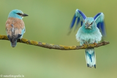 1 Blauracke - Coracias garrulus