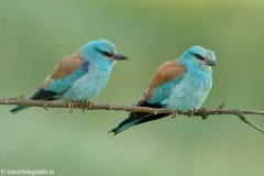 18 Blauracke - Coracias garrulus