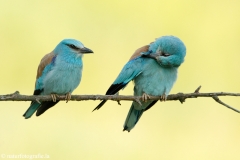 17 Blauracke - Coracias garrulus