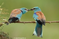 16 Blauracke - Coracias garrulus