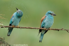 15 Blauracke - Coracias garrulus