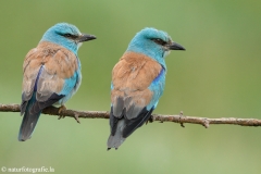 14 Blauracke - Coracias garrulus