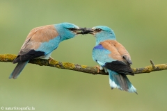 13 Blauracke - Coracias garrulus