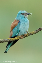 5 Blauracke - Coracias garrulus